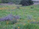 Wildflowers in Big Basin meadow.
